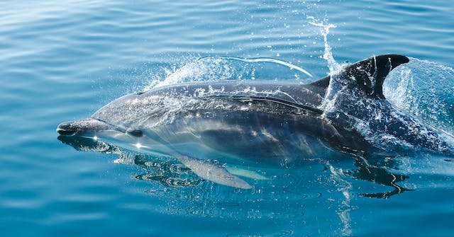 How fast can a common Dolphin swim?
