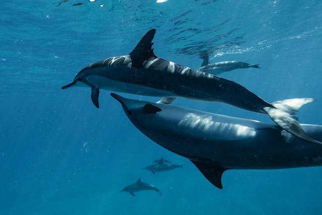 How can we measure Dolphin speed?