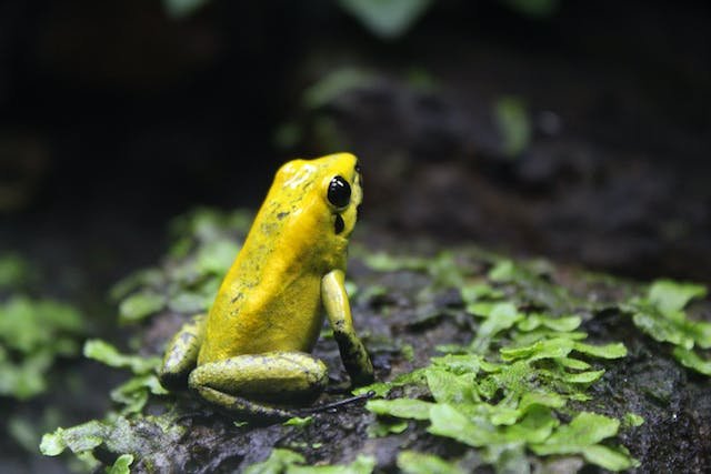 Population Of Golden Poison Frog Worldwide? Causes of Decline