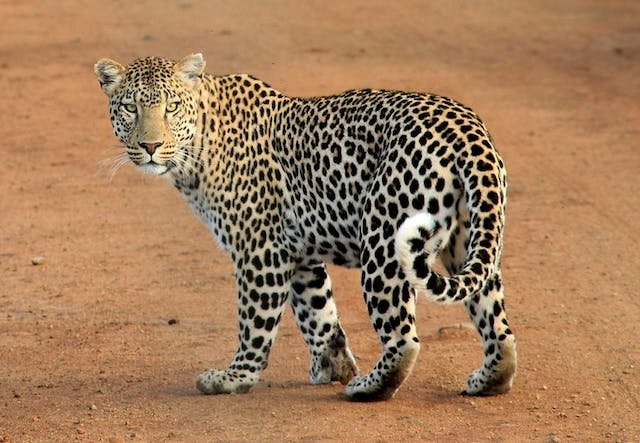 How Many African Leopards Are Left In World? Efforts to Protect African Leopards