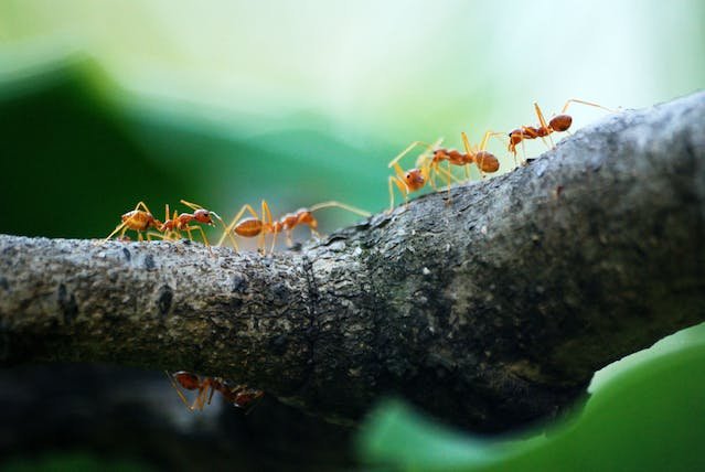 Distinct intelligence of ants