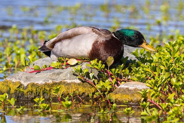 The Importance of Water Quality for Duck's Diet 