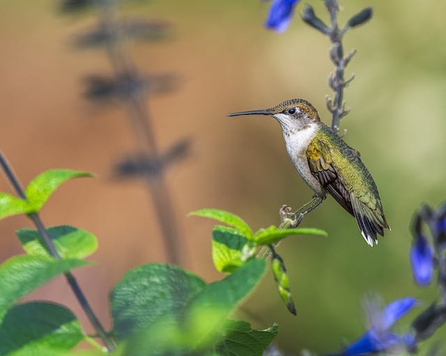 Do Hummingbirds Sleep In Nests?