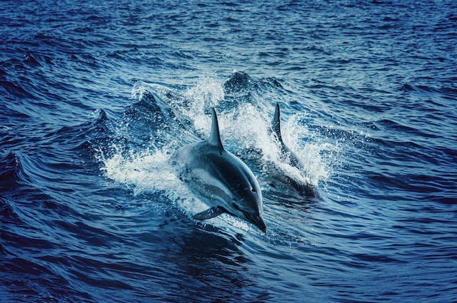 Misunderstanding between Dolphin (mammal) and Dolphin (fish):