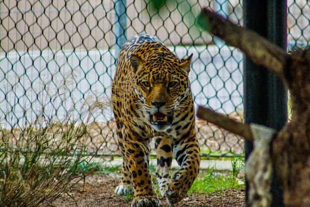 What are the Predators of Jaguar?