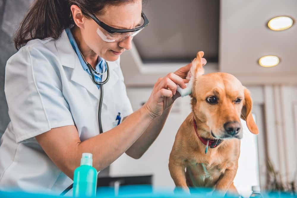 How to Treat Ear Infections in Dogs