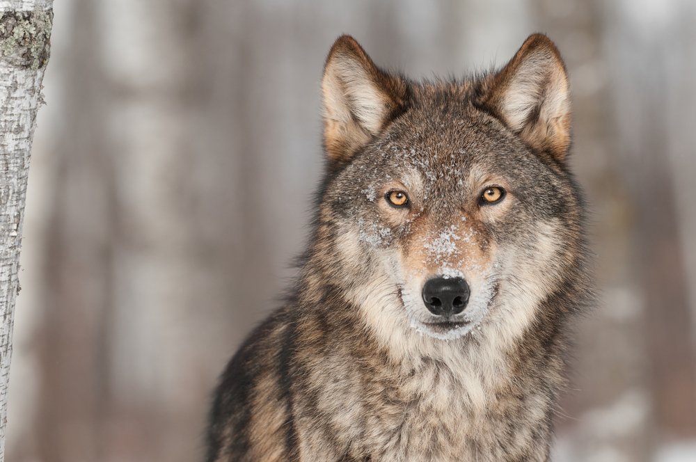 How Many Timber Wolves Are Left In World? Causes of Declining Population