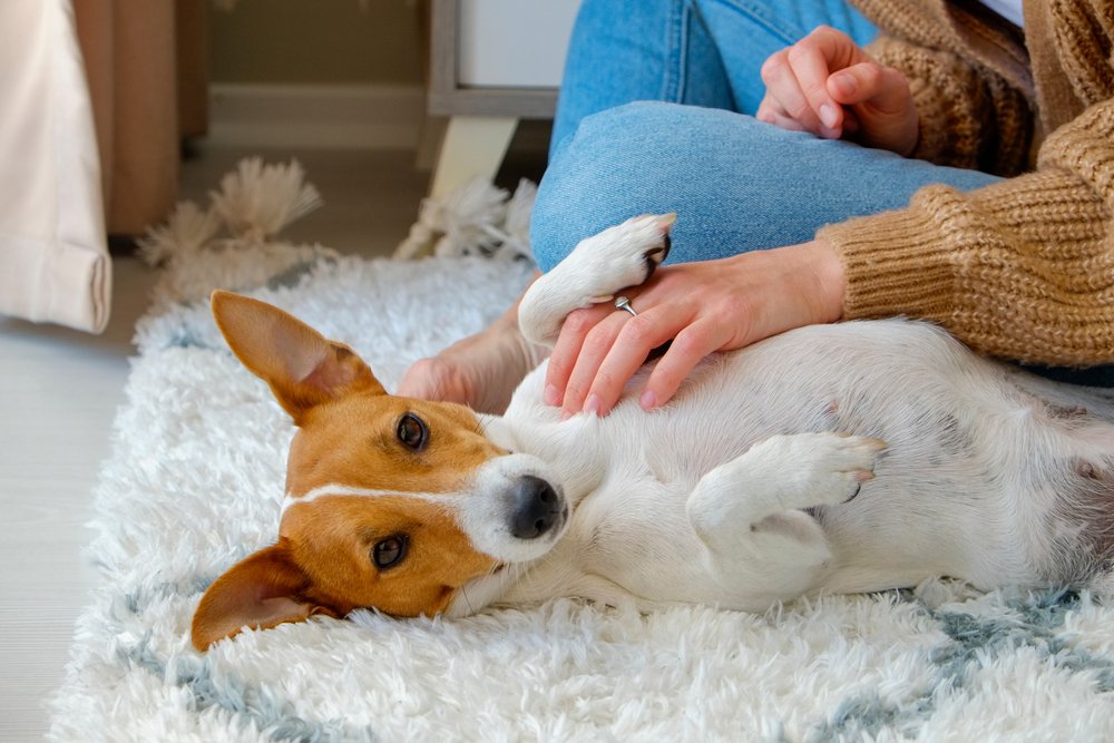 What To Do If Your Dog Does Not Enjoy Belly Rubs