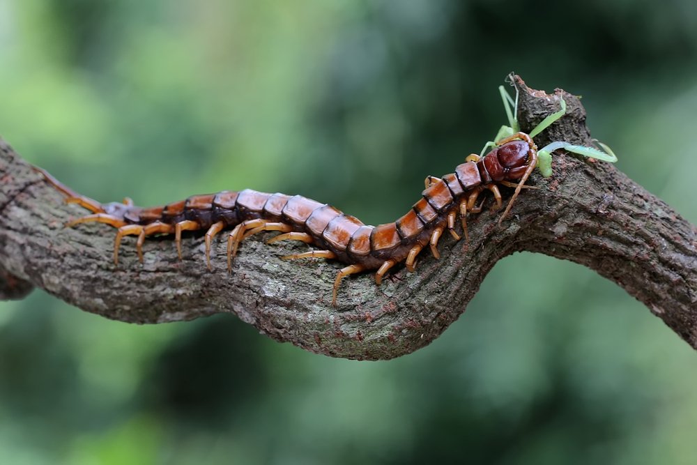 How Many Legs Does A Centipede Have? Difference between millipede and centipede