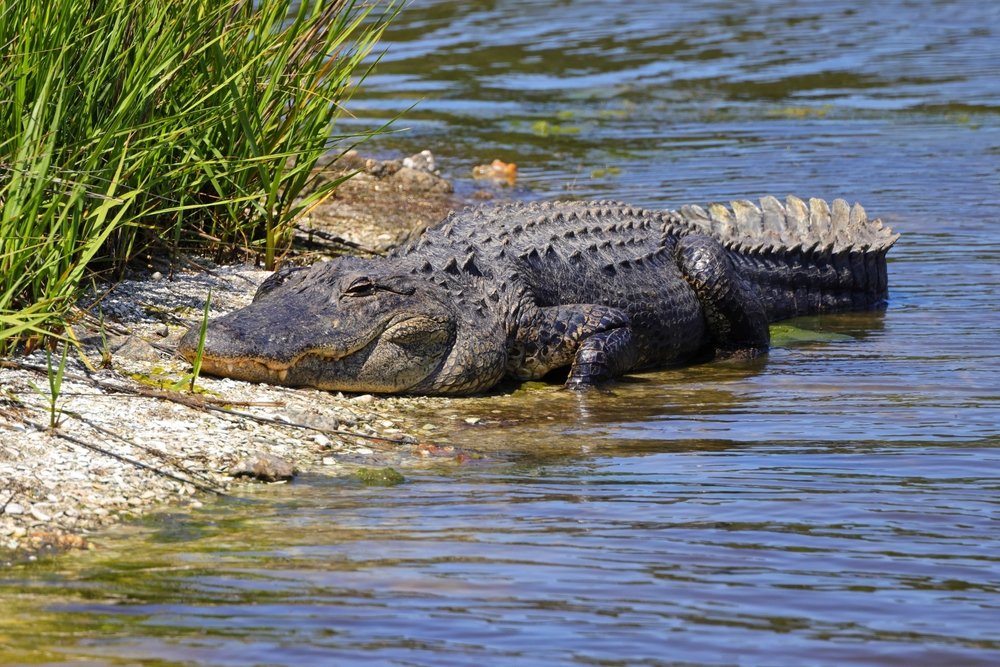 Do alligators attack Humans?