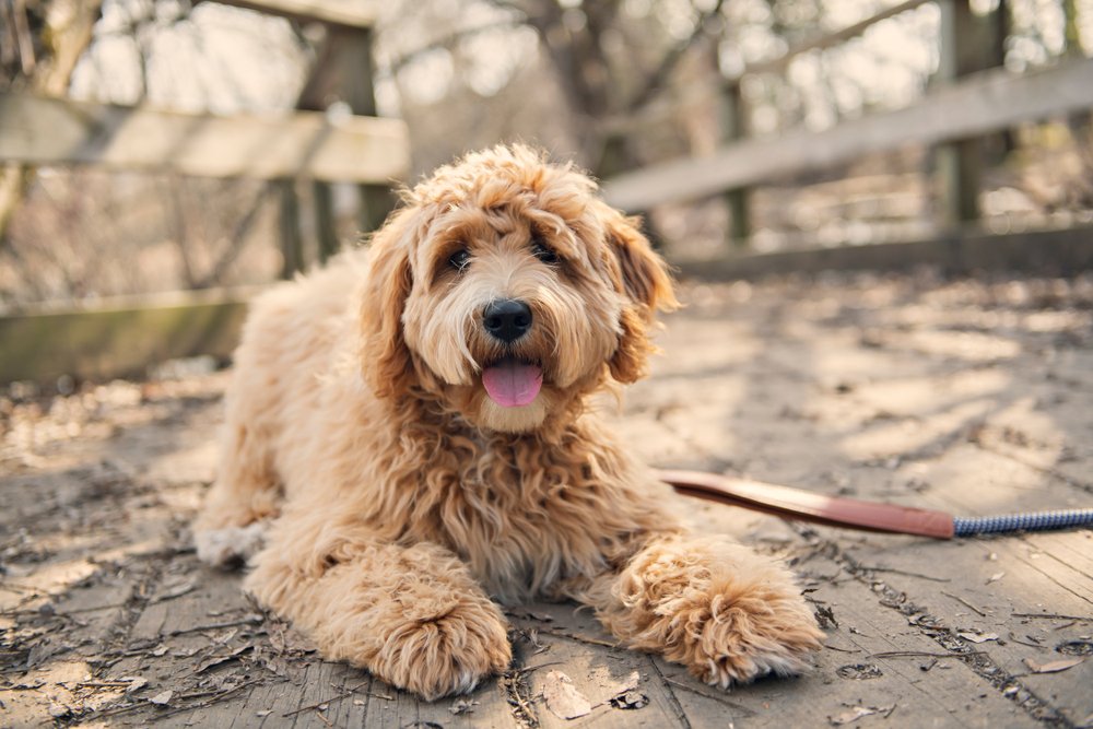 Do Goldendoodles need coats during winter? When a Goldendoodle Need Coat?