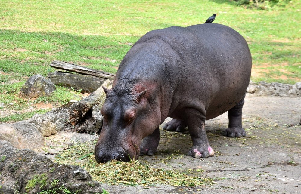 What do hippos eat in the wild?