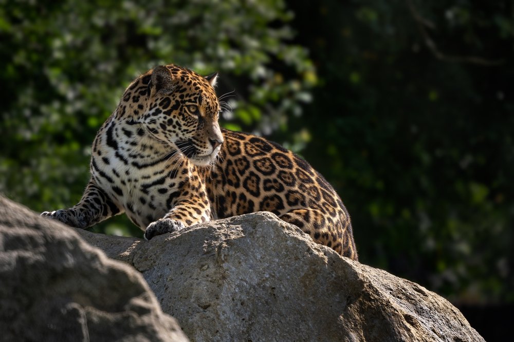 Physical Features of a Jaguar