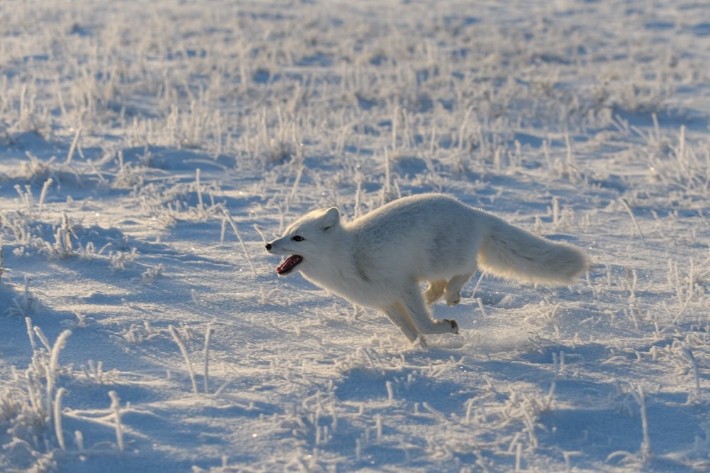 Reasons for the declining population of Arctic foxes
