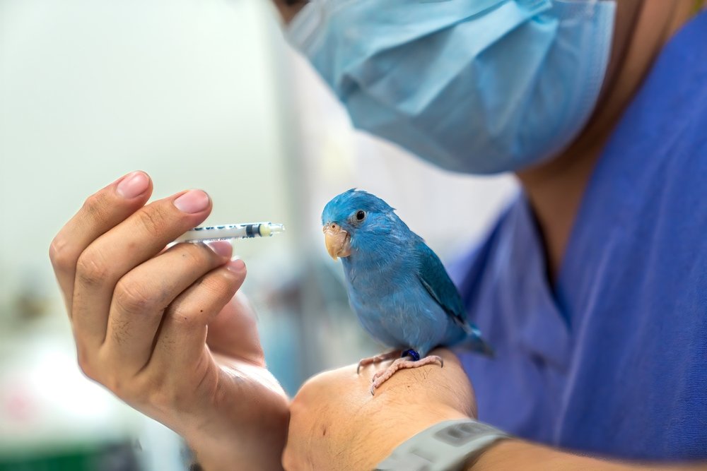 Do birds need vaccines?