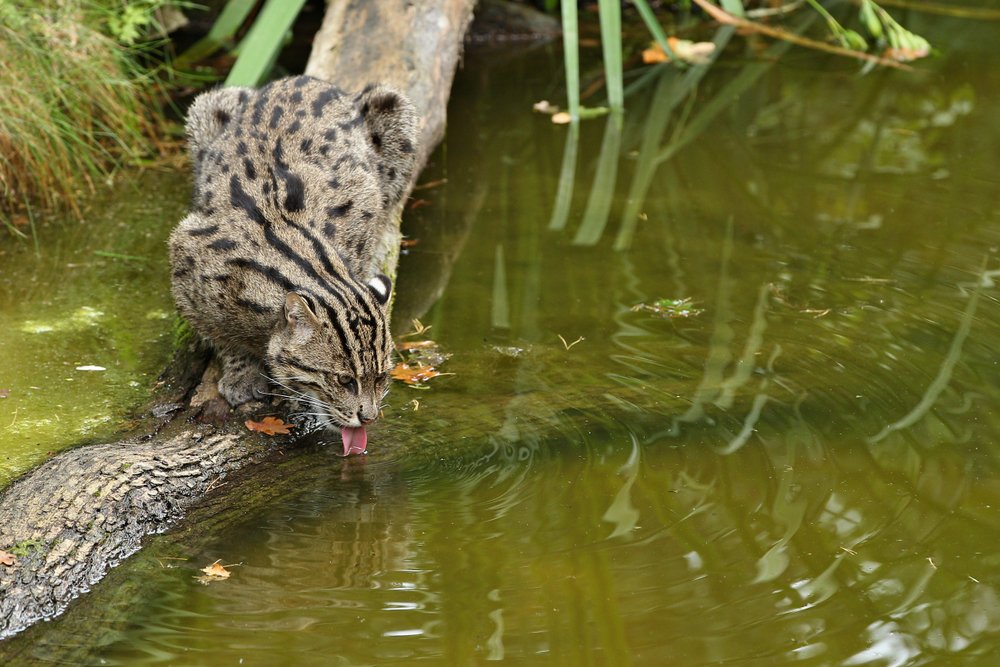 Fishing Cat (Prionailurus viverrine)