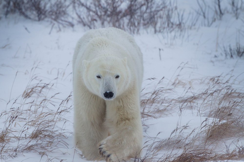 What Is A Group Of Polar Bears Called? Are Polar Bears Endangered?
