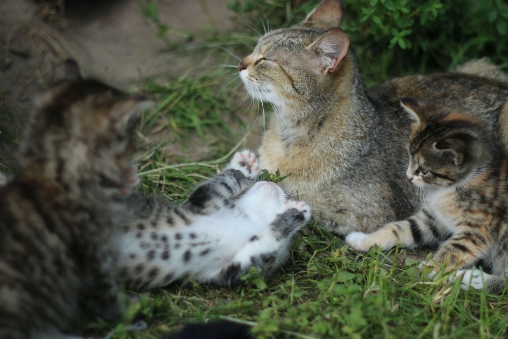 Where do wildcats live? Distinct Behaviors of Wildcats
