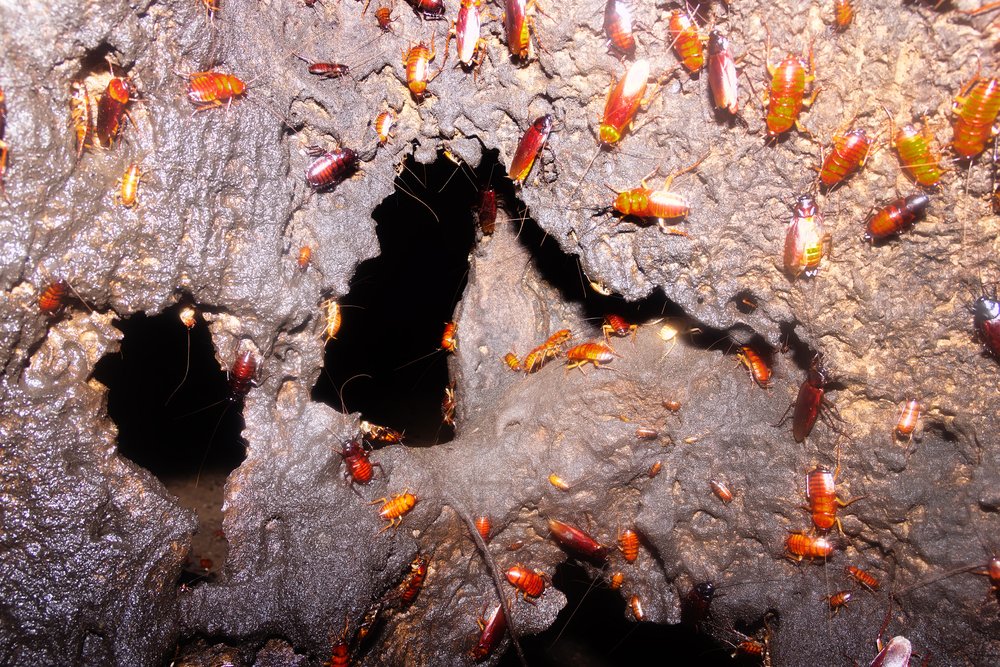 Cave Beetles