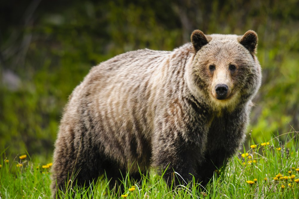1. Brown Bear (Ursus arctos)