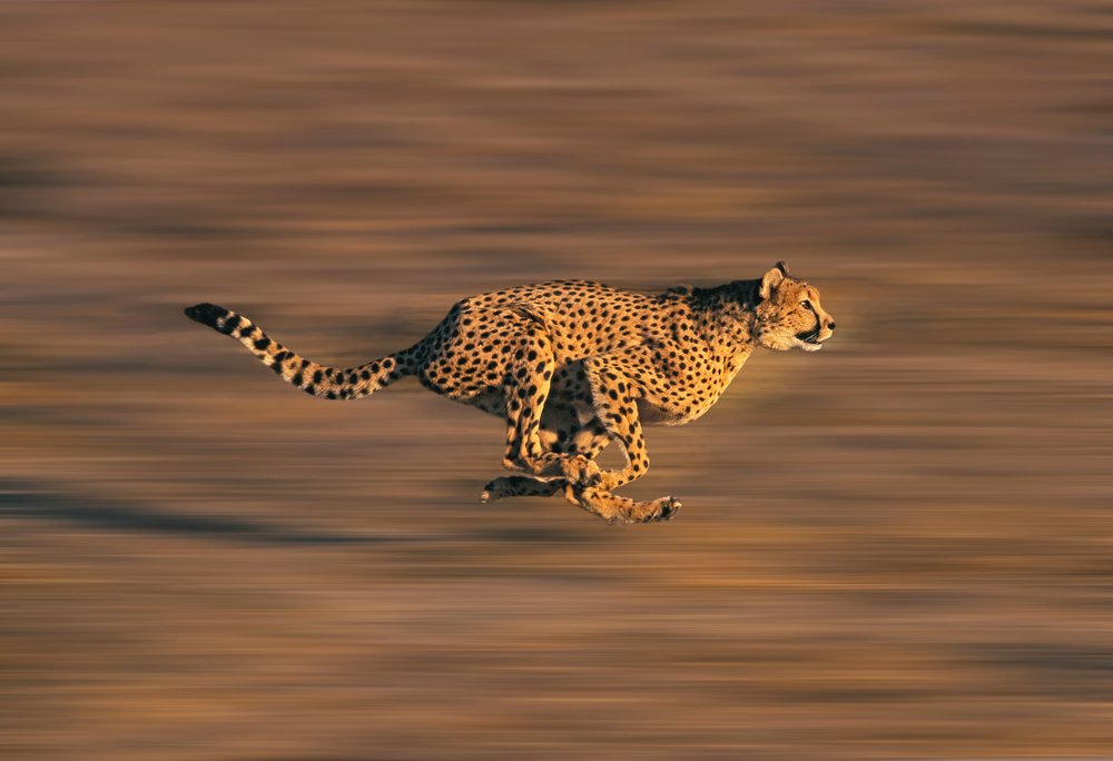 Spotless cheetah