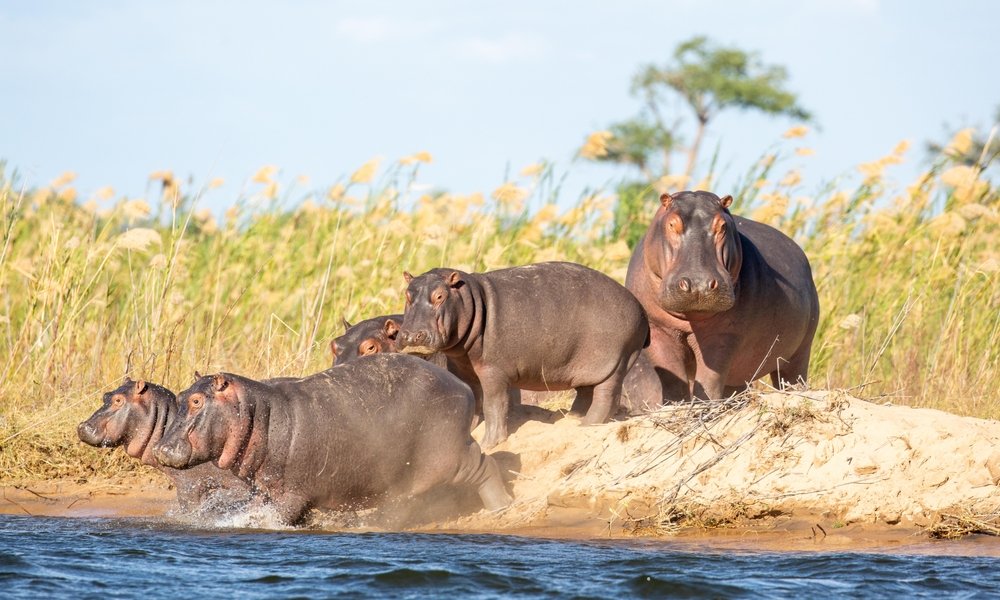 Do hippos eat meat?