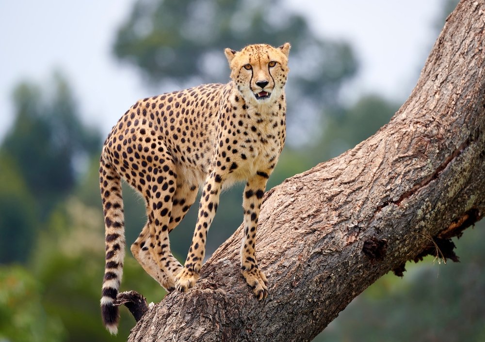 How Many Spots Do Cheetahs Have?