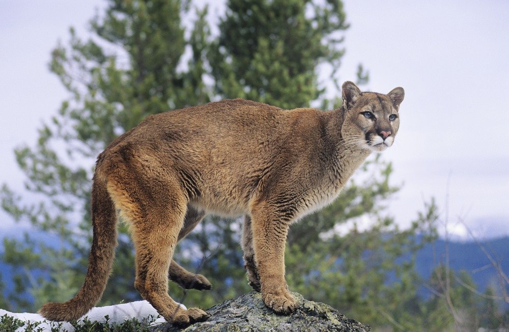 10 Interesting facts about mountain lions
