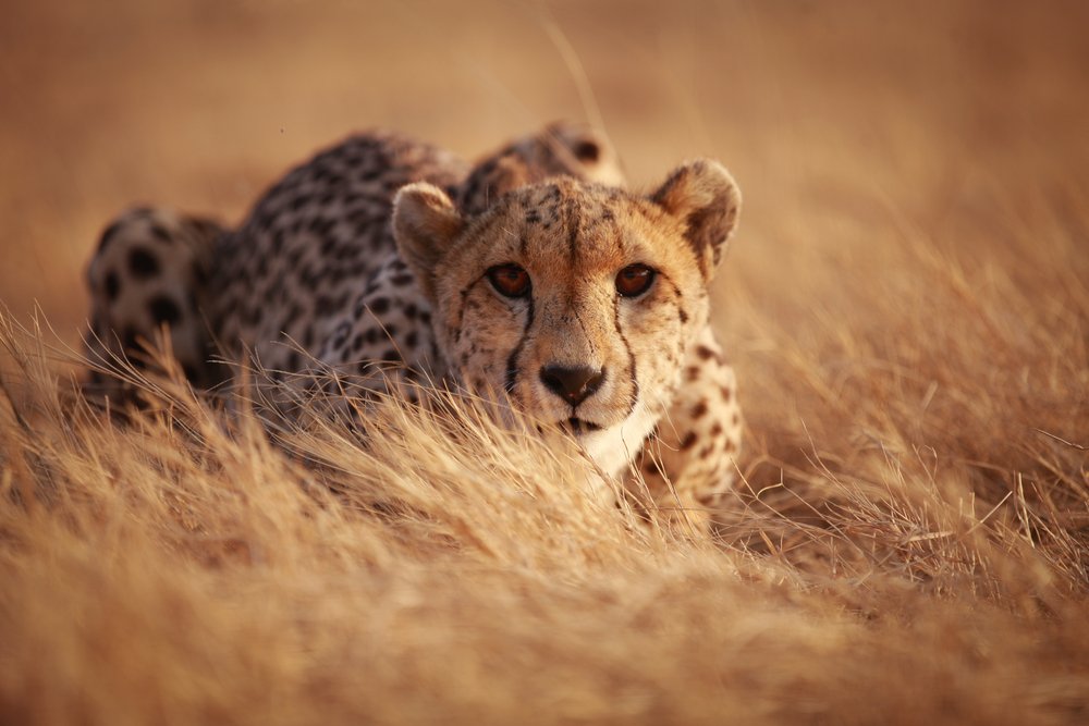 How do spots form on cheetahs’ fur?
