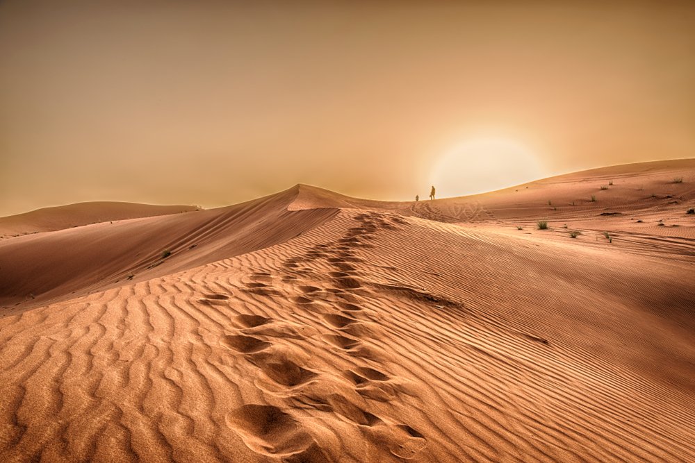 How Many Animals Live In The Desert? Desert concept