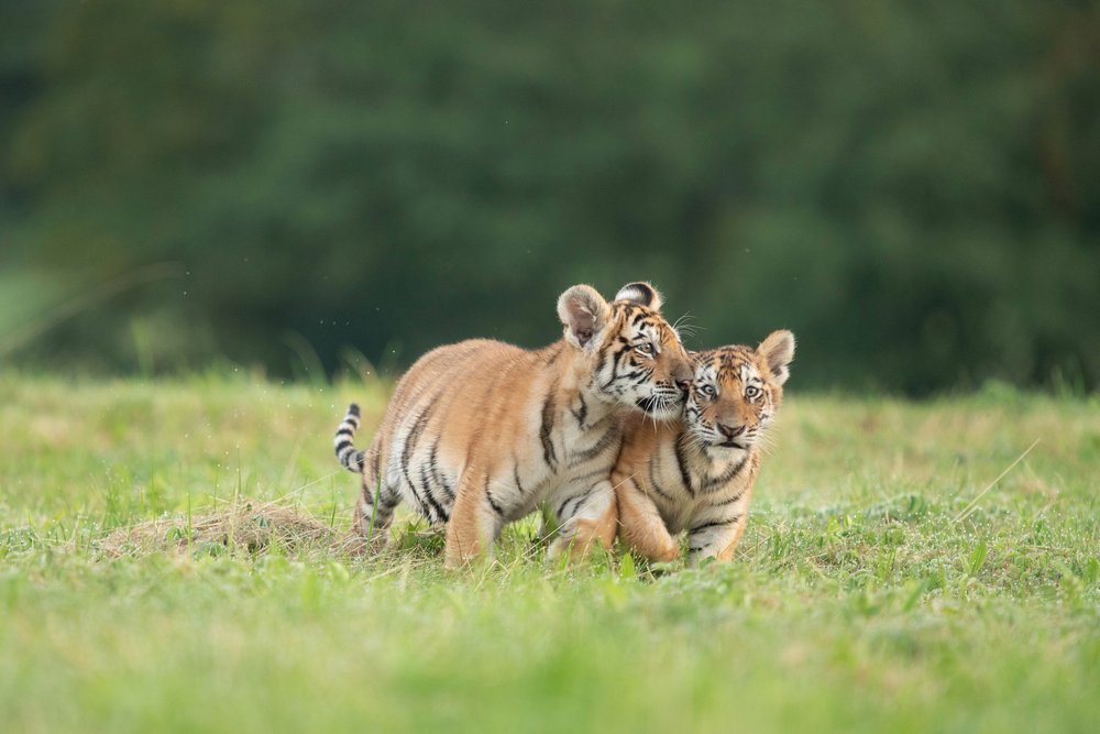Interesting facts about baby tigers

