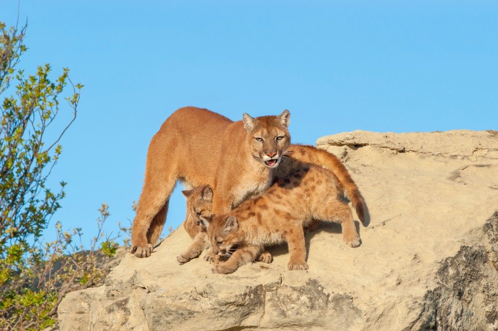 What do mountain lions eat?