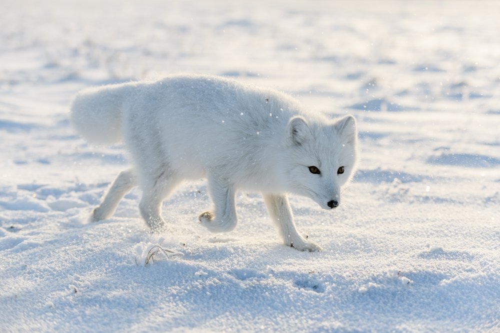 Ecological Importance of Arctic Foxes