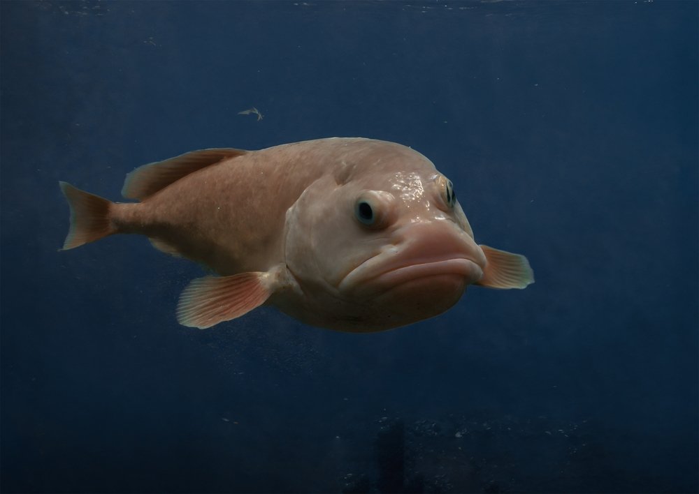 Lifespan of a blobfish