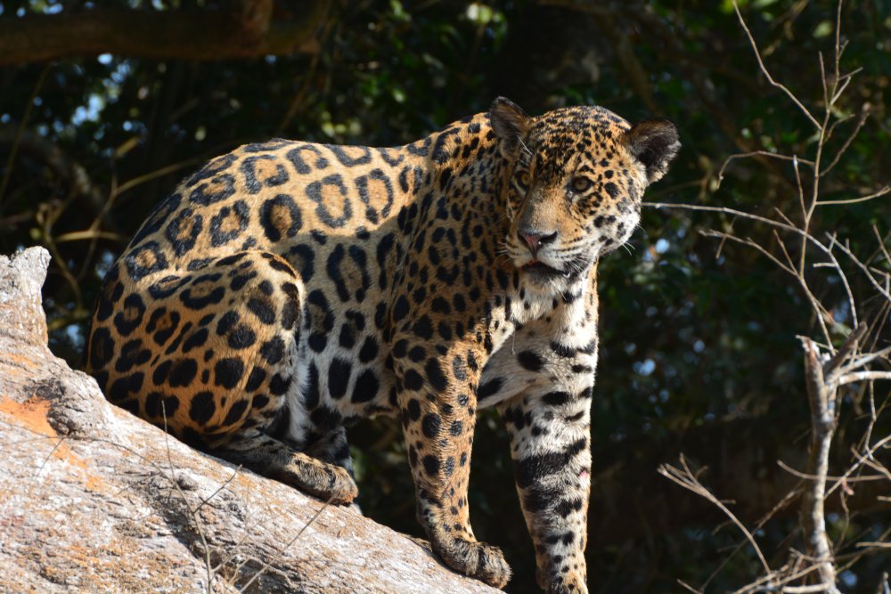 How Fast Can Jaguars Run? What Makes jaguars so fast?
