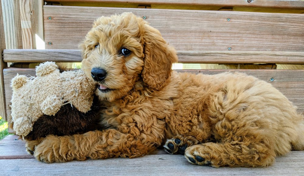 What can you feed to your Goldendoodle?
