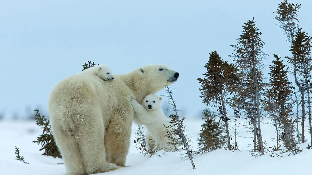 Do Polar Bears Hibernate?