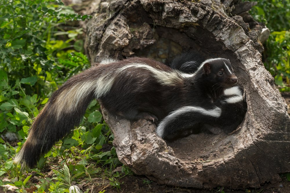 How Do Skunks Forage and Hunt For Food?