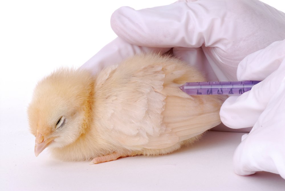 Importance of Bird Vaccination