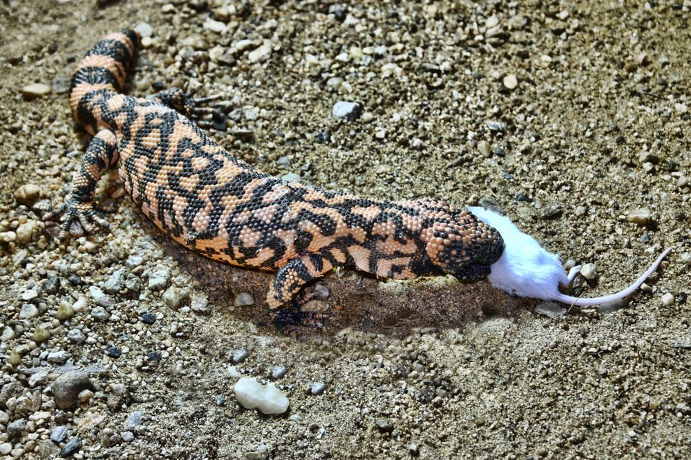 How Much Do Gila Monsters Eat?