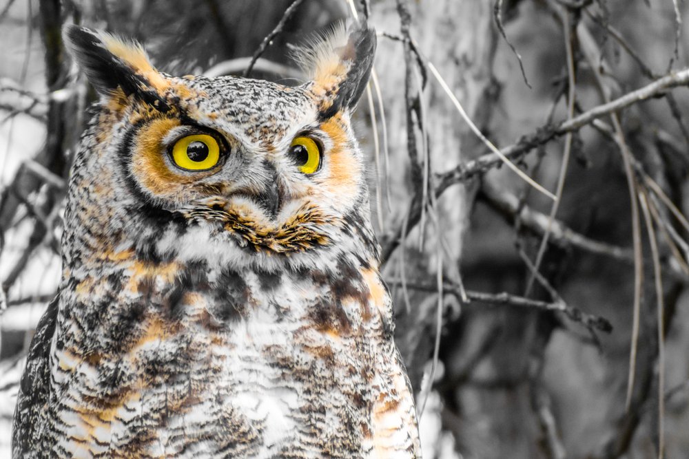Why Do Owls Howl At Night? Types of Owl Hooting at Night
