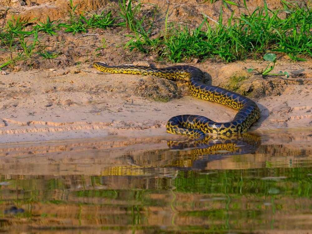 What Are The Dietary Habits of Anacondas?