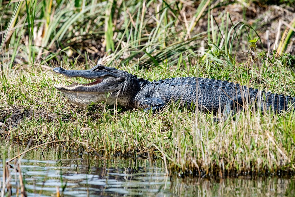 Can Alligators Run or Jump?