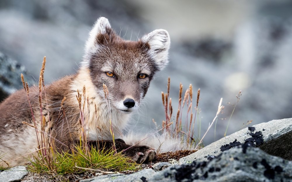 Why Are Arctic Foxes Endangered? Conservation Status of Arctic Fox