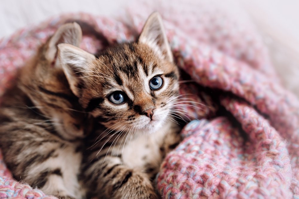How to Determining That Kitten is Male or Female?