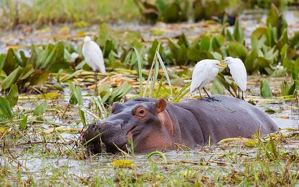 What do baby hippos eat?