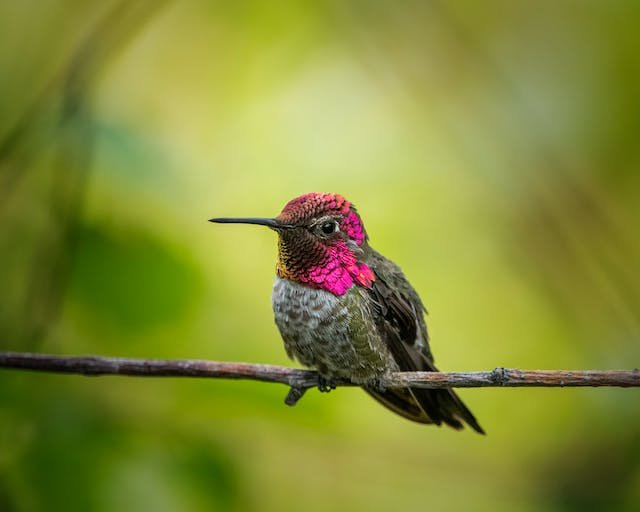 Why are bananas good for hummingbirds?