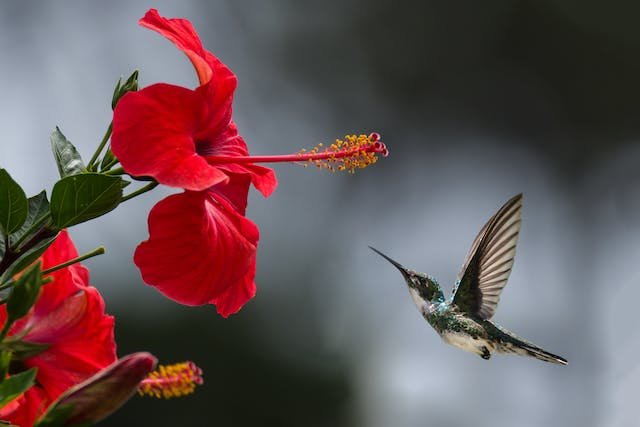 Differences Between Baby and Adult Hummingbirds 