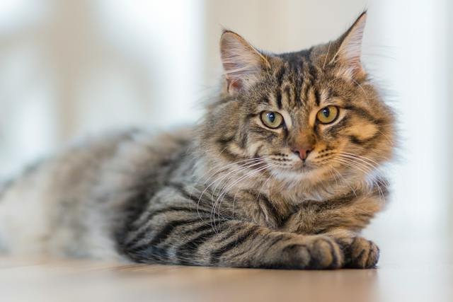 Why Do Cats Wag Their Tail While Lying Down?